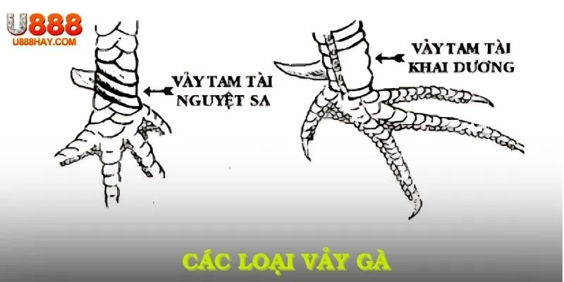 Các loại vảy gà thumb