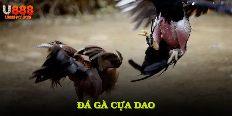 Đá gà cựa dao thumb