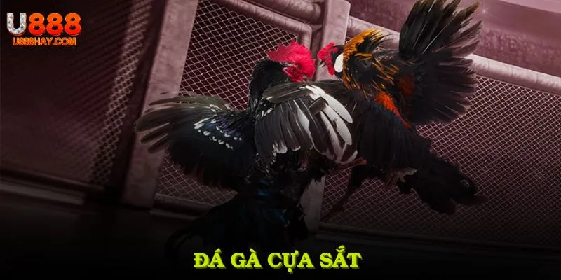 Đá gà cựa sắt thumb