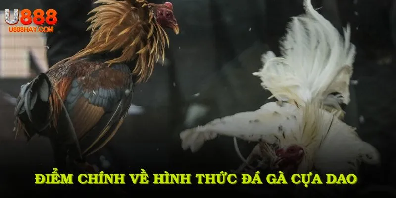 Điểm chính về hình thức đá gà cựa dao mọi người nên tham khảo