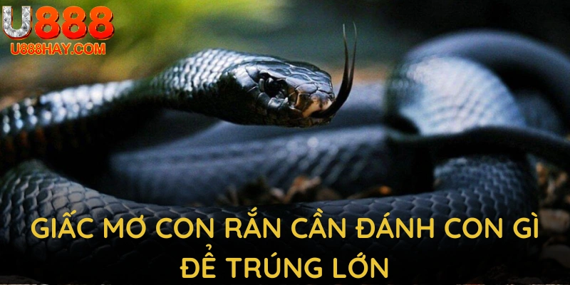 Giấc mơ con rắn cần đánh con gì để trúng lớn