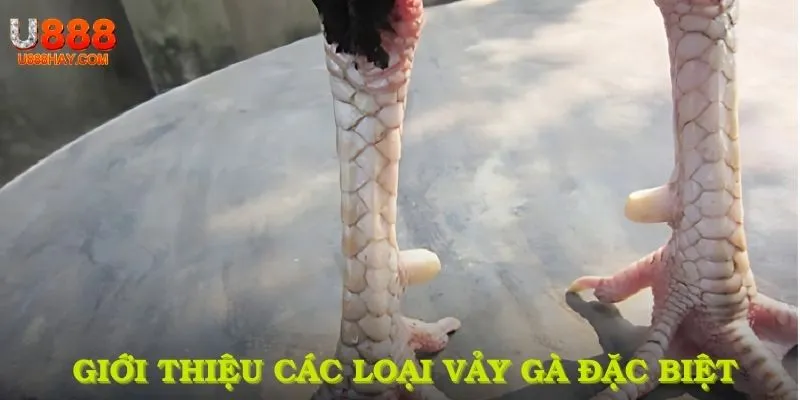 Giới thiệu về các loại vảy gà cùng đặc điểm quý hiếm
