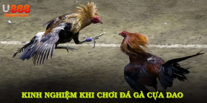 Kinh nghiệm khi chơi đá gà cựa dao để nâng cao hiệu suất