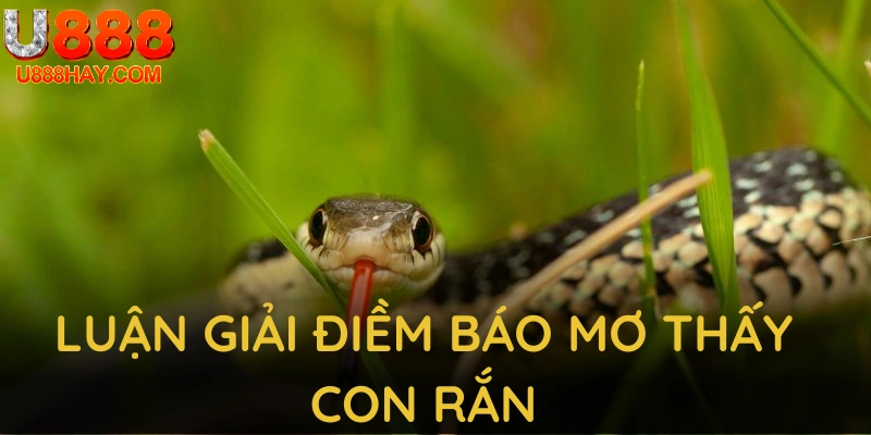 Luận giải điềm báo mơ thấy con rắn từ U888 chính xác và toàn diện