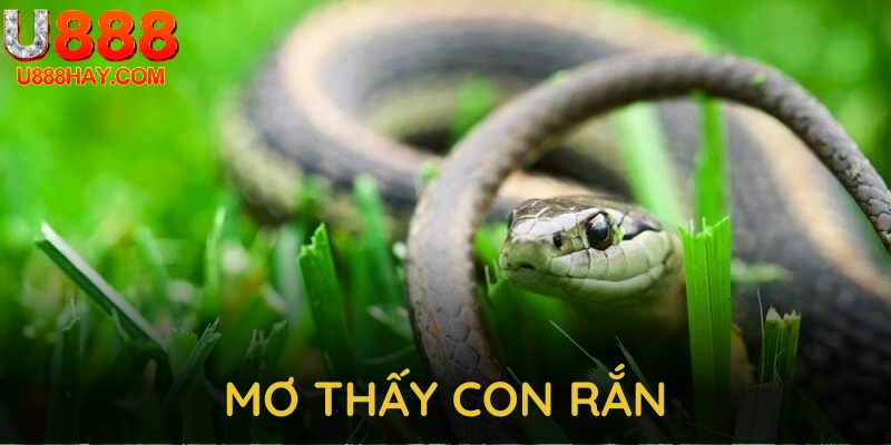 Mơ thấy con rắn thumb