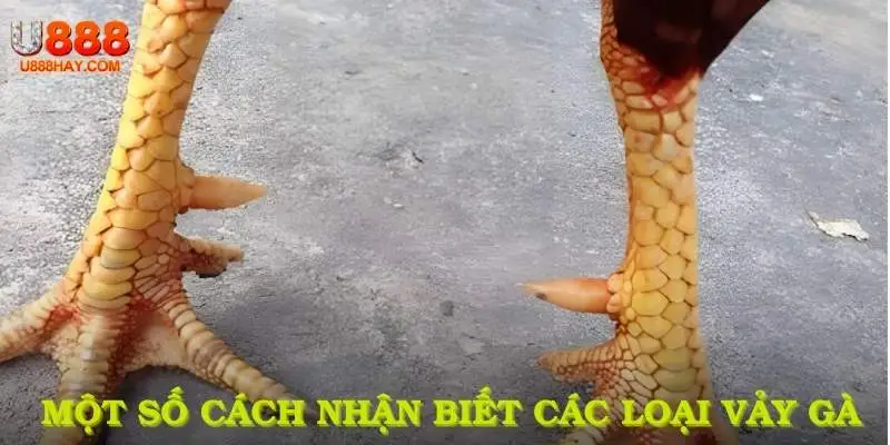 Một số cách nhận biết các loại vảy gà chuẩn xác dễ dàng