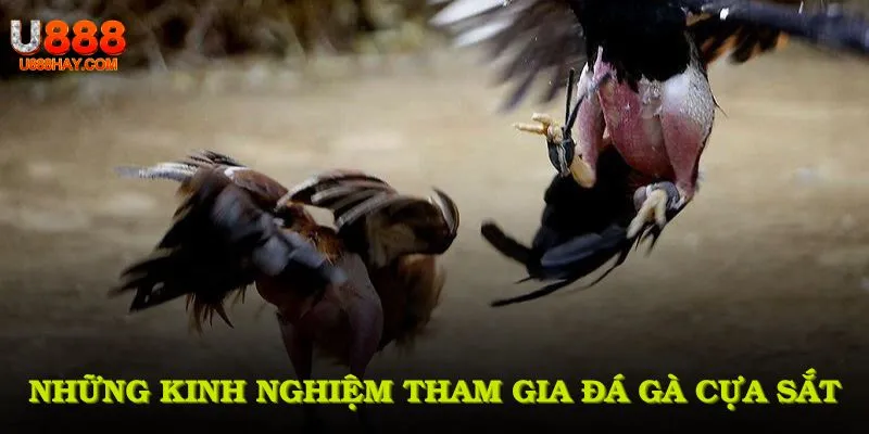 Những Kinh Nghiệm Tham Gia Đá Gà Cựa Sắt Bạn Không Nên Bỏ Qua