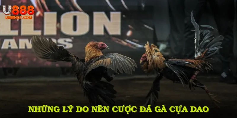 Những lý do nên cược đá gà cựa dao tại sân chơi này