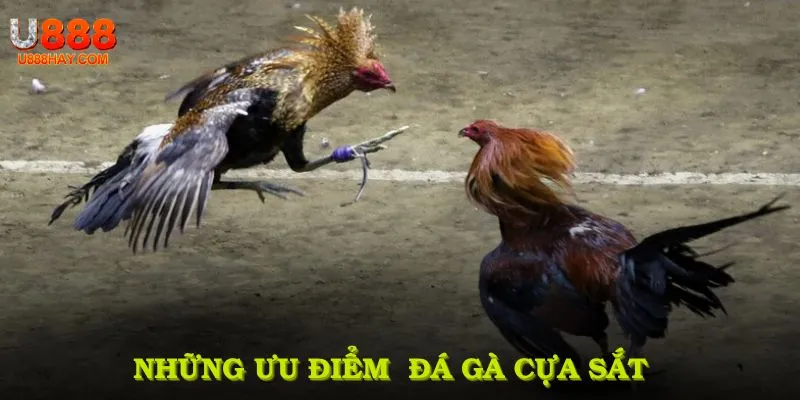 Những Ưu Điểm Giúp Đá Gà Cựa Sắt Thu Hút Đông Đảo Người Chơi