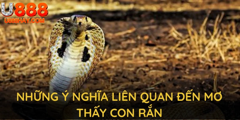 Những ý nghĩa liên quan đến mơ thấy con rắn bạn cần nắm